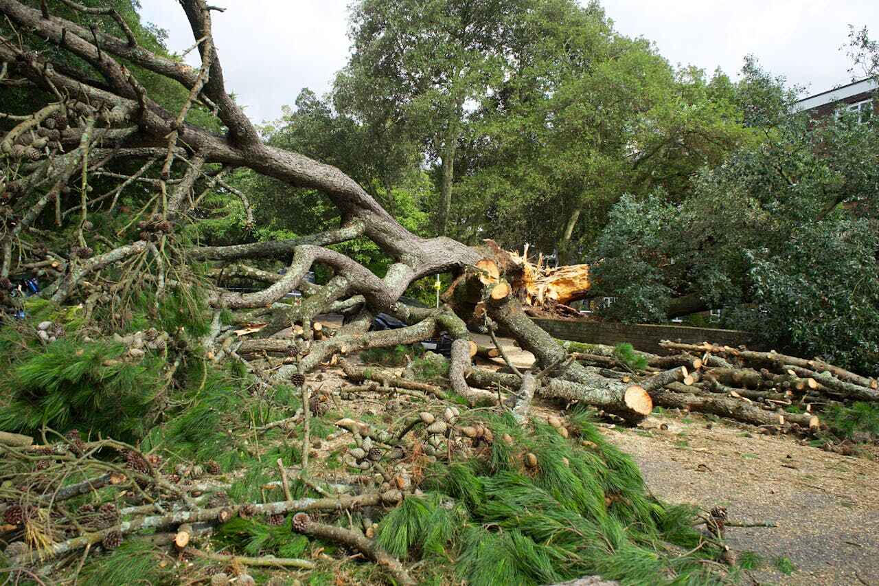 Best Stump Grinding Near Me  in University Of Pittsburgh Johnstown, PA